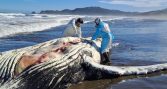 Sernapesca prepara denuncia por muerte de ballena en Chiloé