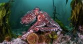 Inédita investigación está caracterizando los inexplorados bosques submarinos del sur de Chile