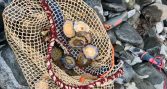 ECOAQUA participa en importante estudio sobre lapas en los océanos Atlántico, Índico y Pacífico