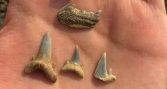 Fósiles de peces permiten reconstruir un antiguo mar más cálido en la zona central de Chile