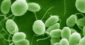Estudio identifica péptidos de microalgas contra patógenos del salmón