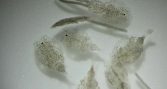 Sealice Partners presenta programa técnico de seminario sobre tratamientos antiparasitarios