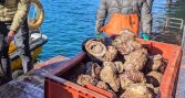 Seminario analizará desafíos de las AMERB a 30 años de su implementación