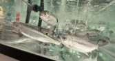 Desarrollan test con ARN ambiental para detectar estrés y enfermedades en salmones