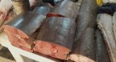 Consejo Nacional de Pesca acuerda crear Comité de Manejo para la albacora
