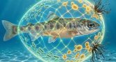 «Cómo blindar salmones contra la micosis por Saprolegnia»