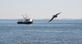 Reporte de SECOS identifica 19 compromisos del Presidente Kast y 32 tareas pendientes en pesca y acuicultura