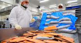 SalmonChile destaca menor desempleo en regiones salmoneras frente al 9,1% nacional