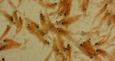 Estudio detecta complejidad genética inédita en krill de la Corriente de Humboldt