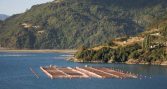 América Latina alcanza superávit de US$21.000 millones en comercio de productos acuáticos y la FAO destaca al salmón chileno