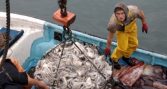 Subpesca plantea agregar valor a la jibia para enfrentar crisis de mercado