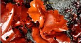 Estudio observa actividad antitumoral en compuestos de macroalga subantártica