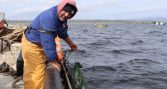Proyecto impulsa semillero regional para fortalecer cultivo de ostión del norte en Coquimbo