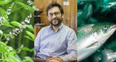Proyecto Fondef evaluará planta medicinal chilena para reducir antibióticos en salmones