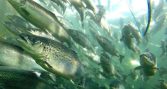 SRS 2026 mantiene abiertas las inscripciones y recepción de resúmenes para conferencia internacional sobre el Síndrome Rickettsial del Salmón