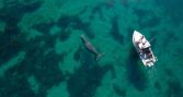 WWF respalda candidatura de Valparaíso para albergar Secretaría del Tratado de Alta Mar