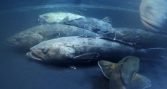 El oro blanco del mar: UdeC establece bases para el cultivo del bacalao de profundidad