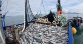 Capturas de peces registran su nivel más bajo en una década tras caer 41% a mayo, según Subpesca