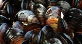 Estudian cómo el chorito chileno podría revelar claves de la evolución de la reproducción animal