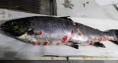 Estudio identifica dos factores asociados al momento de aparición de brotes de SRS en salmón Atlántico