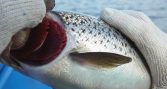 Estudio chileno identifica respuestas transcriptómicas diferenciadas ante hipoxia crónica y cíclica en salmón Atlántico