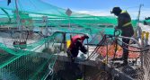 Proponen mesa de trabajo para evitar más accidentes laborales en industria salmonera