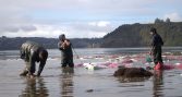 Estudio analizará perfiles laborales y desafíos del sector pesquero y acuícola en Los Lagos