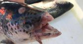 Estudio identifica a Caligus y al cultivo de salmón Atlántico en Aysén como factores asociados a mortalidad por tenacibaculosis
