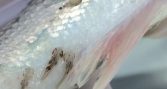Estudio demuestra que vacuna contra Caligus mejora la protección del salmón frente al SRS