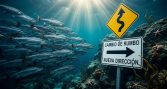 Subpesca y el giro natural: El nuevo rumbo del salmón