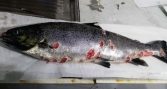 Estudio identifica los principales factores de riesgo de la Tenacibaculosis en salmones