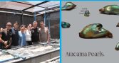 Atacama Pearls concreta primera exportación de perlas de abalón desde Antofagasta