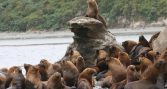 Científicos cuestionan apertura a caza de lobos marinos ante conflicto con la pesca artesanal
