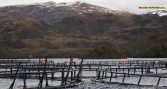 Contraloría valida traslado de dos centros de cultivo de Cooke en Aysén
