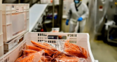 Exportaciones de salmón de Los Lagos crecen 5,8% interanual y alcanzan US$368,4 millones en junio