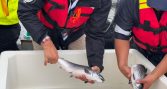 La sangre entrega nuevas pistas sobre qué salmones Atlántico resisten mejor la hipoxia