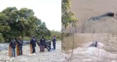 Sernapesca aclara que presencia de lobos marinos en ríos es una conducta normal