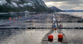 Suprema deja firme absolución de cuatro exejecutivos de Nova Austral por contaminación de aguas