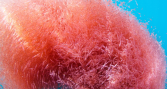 La pesquería de krill antártico se prepara para cerrar esta semana cumpliendo las medidas precautorias
