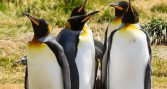 Sernapesca designa laboratorio de la U. de Chile para diagnóstico de influenza en fauna marina