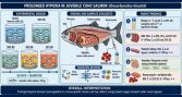 La falta de oxígeno cambia cómo el salmón Coho mantiene su equilibrio interno