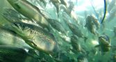 Incluso con cinco veces más PFAS en el alimento, el salmón se mantuvo bajo límites europeos