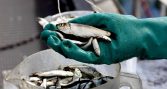 Inpesca advierte sobre posibles efectos de El Niño en la sardina común
