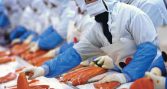 AquaChile abre mercado en Nicaragua con primer envío de salmón chileno