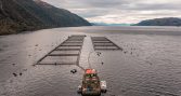 Empresas del Consejo del Salmón aportaron $74 mil millones al Estado en 2025
