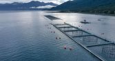 Salmonicultura y exportaciones acuícolas crecen en 2026 en escenario de alta variabilidad oceanográfica