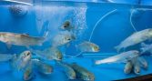 Desarrollan aditivo para reforzar respuesta inmune del salmón frente a P. salmonis