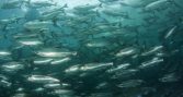 Noruega busca desarrollar herramienta con IA para detectar estrés crítico en salmones