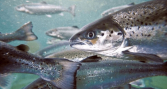 Salmones Camanchaca informa brote de virus ISA en una jaula del centro IZAZA en Aysén