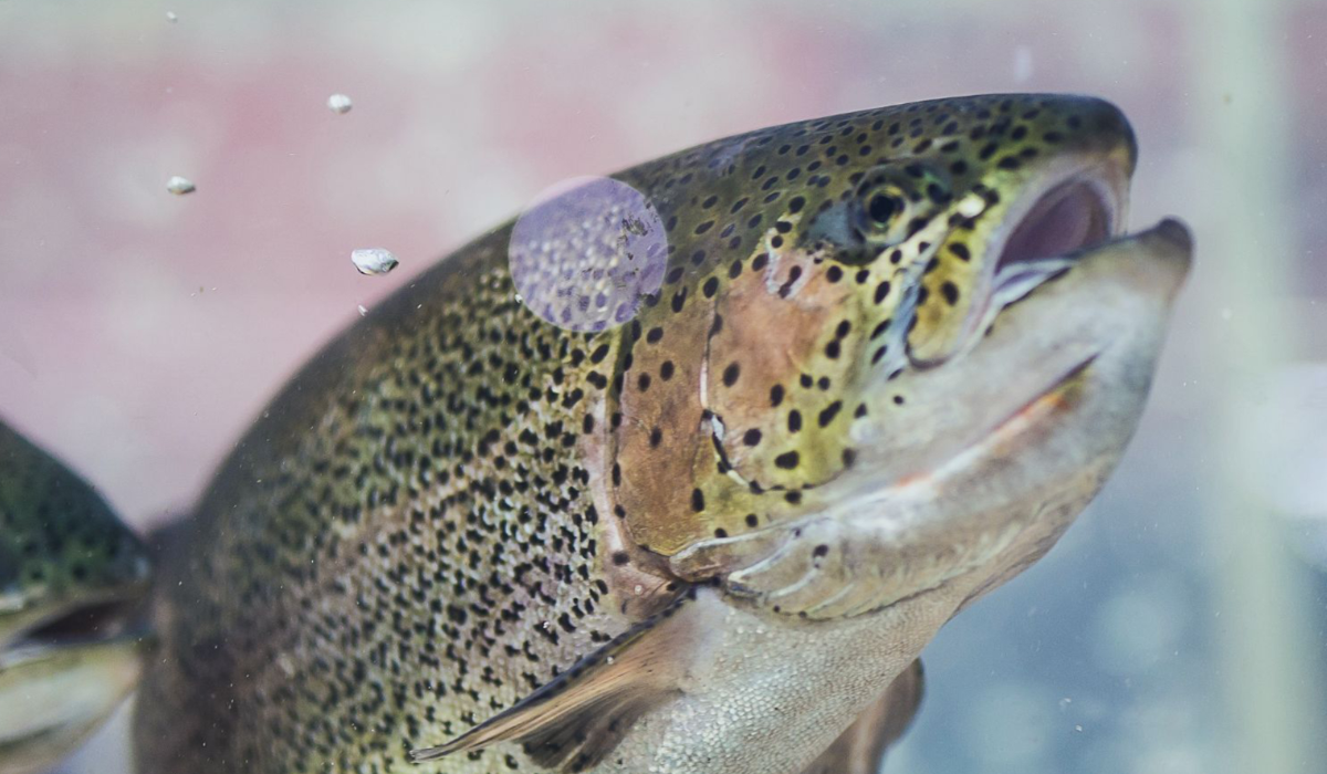 New Protocol Establishes 33 Indicators for Rainbow Trout Welfare in Seawater - News Directory 3